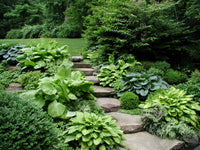 Hosta Bulb Starter | Perennial Foliage Plant for Shade Garden Planting