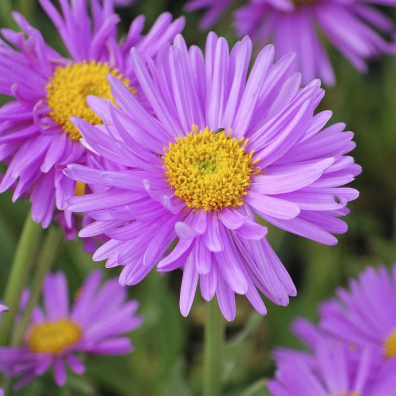 Lavender Aster Flower seeds for Planting - Garden Favorite, Heirloom & GMO Free Seeds for Home Garden
