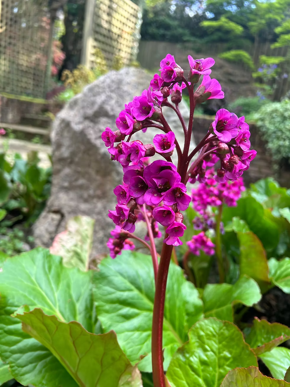Bergenia Flower seeds for Planting - Wildflower Mix, Heirloom & GMO Free Seeds for Home Garden