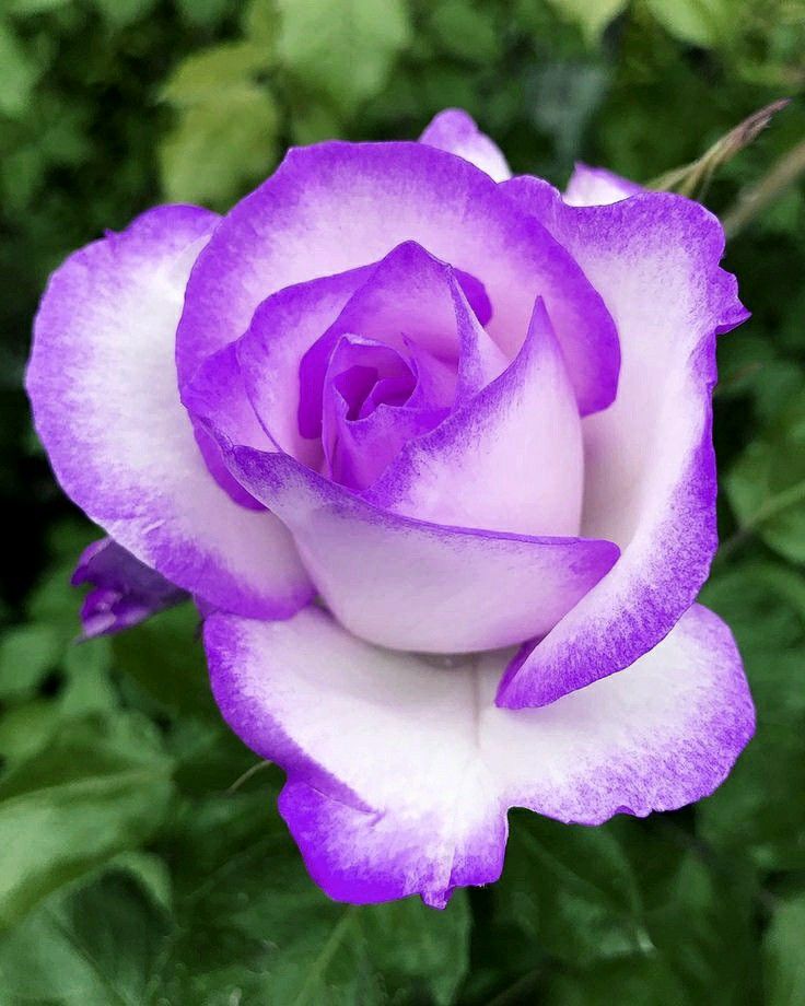 Purple White Climbing Rose Flower Seeds for Planting Fragrant Blossoms Heirloom & GMO Free Seeds for Home Garden
 
 Sale