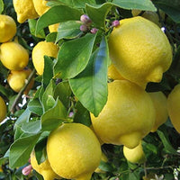 Femminello lemon seeds for planting in home gardens
