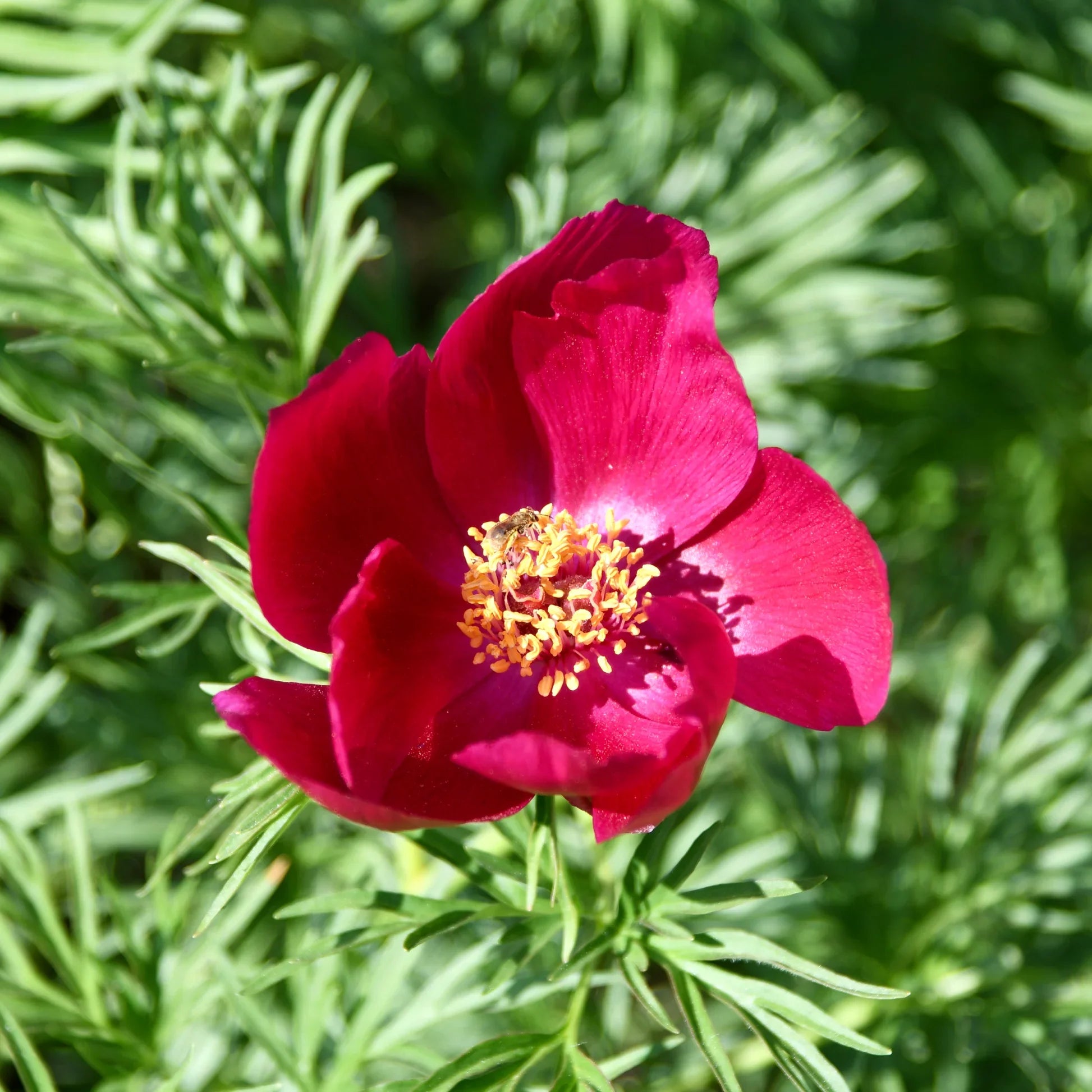 Fernleaf Peony (Paeonia tenuifolia) flower seeds for planting in home gardens.