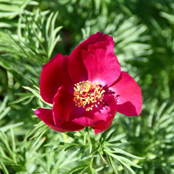 Fernleaf Peony (Paeonia tenuifolia) flower seeds for planting in home gardens.