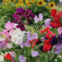Lathydorus Odoratus Flower seeds for Planting Drought Tolerant Heirloom & GMO Free Seeds for Home Garden 
 
 Sale for planting in home garden