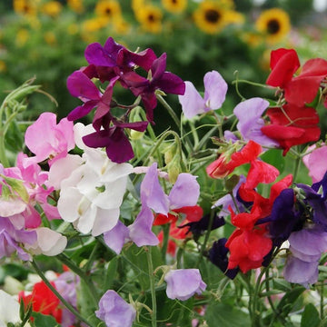 Lathydorus Odoratus Flower seeds for Planting Drought Tolerant Heirloom & GMO Free Seeds for Home Garden 
 
 Sale for planting in home garden