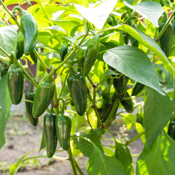 Jalapeño Hot Pepper Seeds for Planting – Heirloom Non-GMO Capsicum annuum Vegetable Seeds for Home Gardens & Containers
