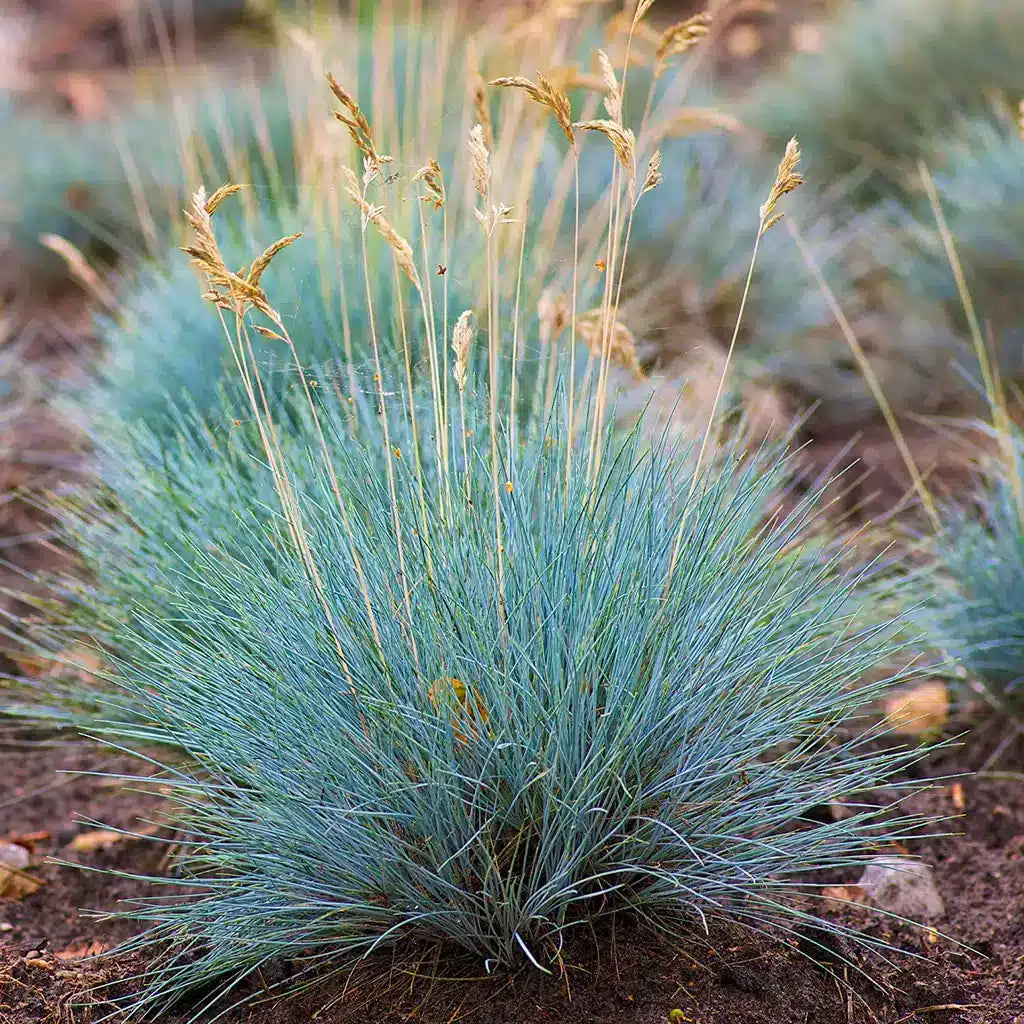 Festuca Cinerea Glauca Varna Blue Fescue Seeds