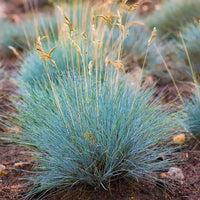 Festuca Cinerea Glauca Varna Blue Fescue Seeds