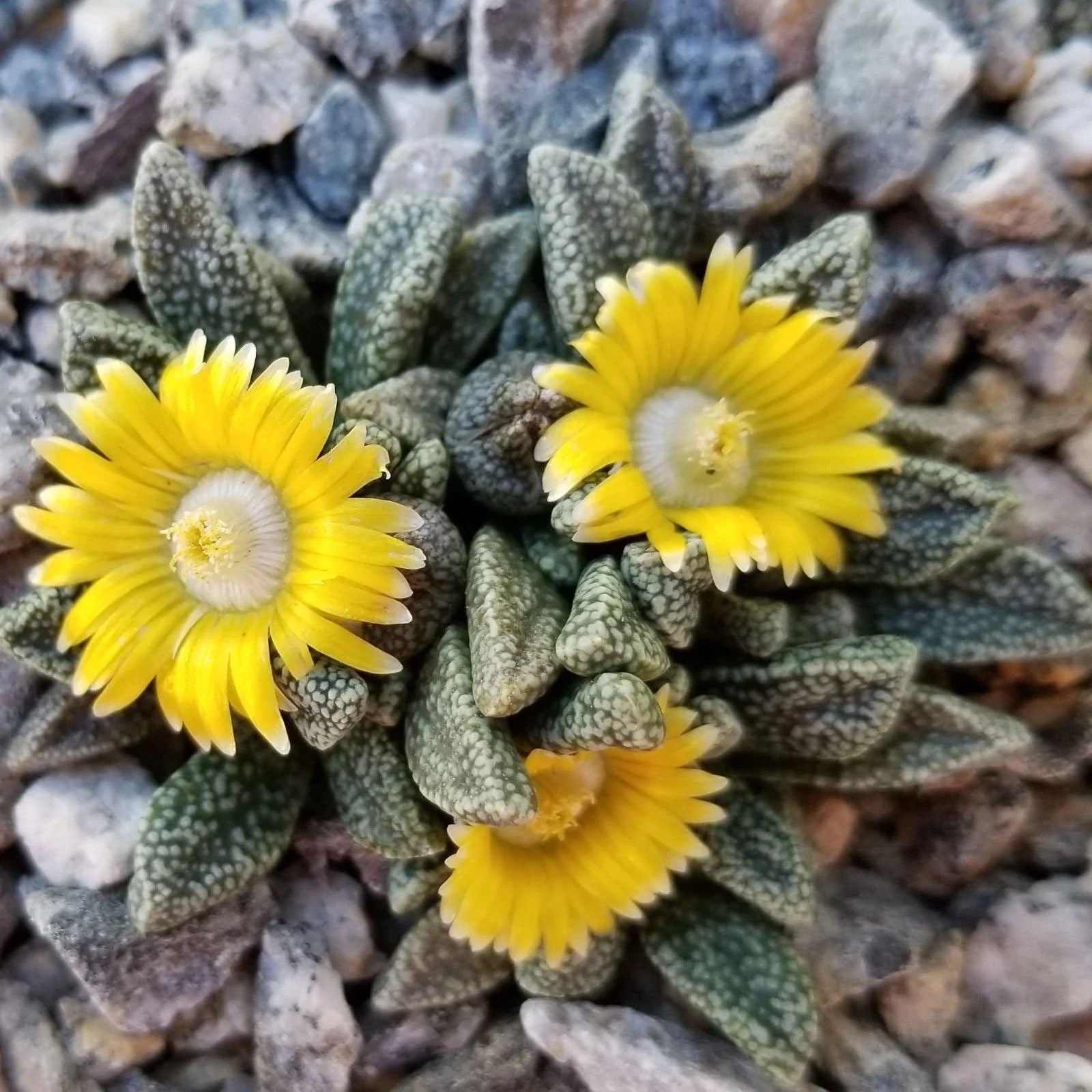 Green Nananthus Margaritiferus Flower seeds for Planting - Cottage Garden Essential, Heirloom & GMO Free Seeds for Home Garden