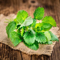 Peppermint Mint Seeds – Fragrant Culinary Herb for Garden and Container Growing