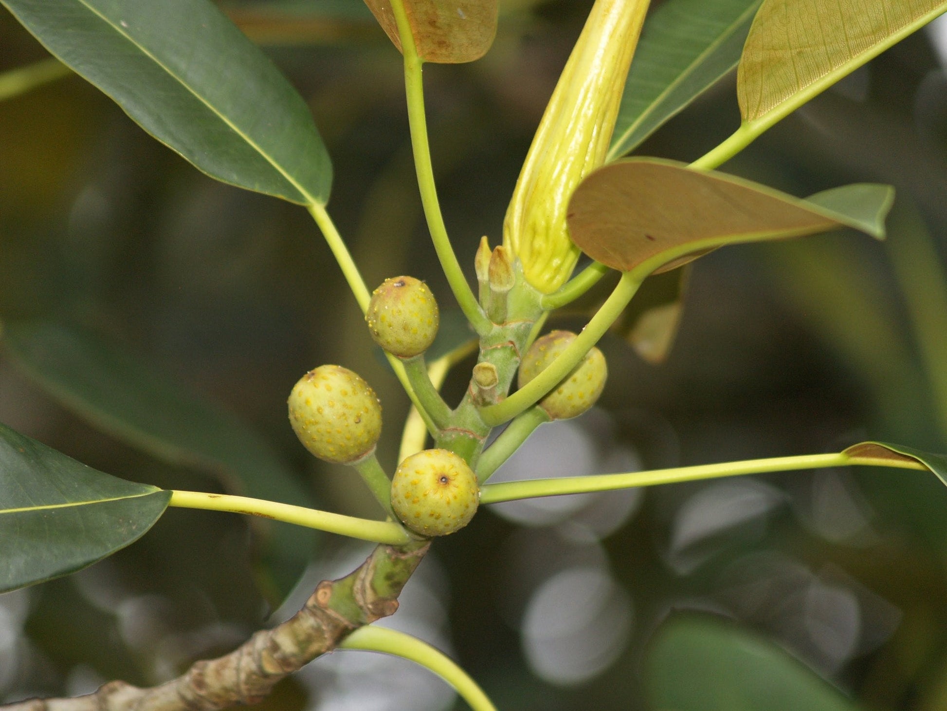 Young Moreton Bay Fig tree growing in a garden landscape