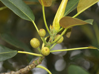Young Moreton Bay Fig tree growing in a garden landscape