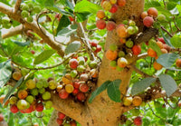 Mature Red River Fig tree with dense canopy