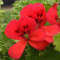 Colorful Fiery Festival Nasturtium blooms in a garden