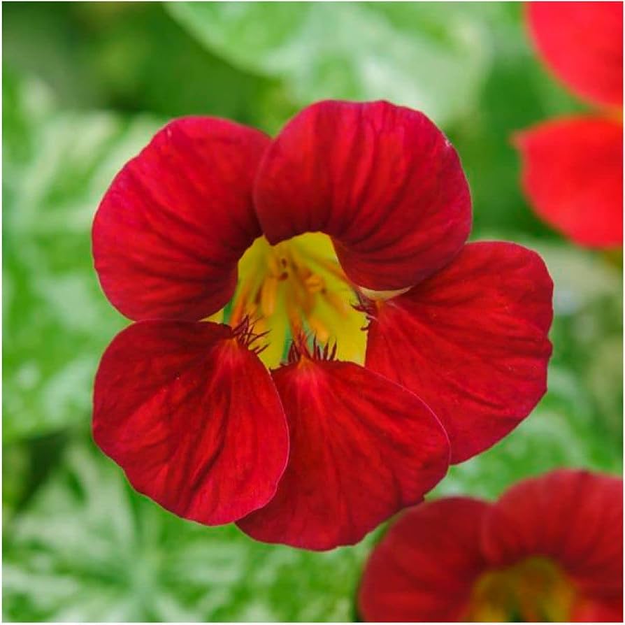 Fiery Festival Nasturtium flower seeds for garden planting