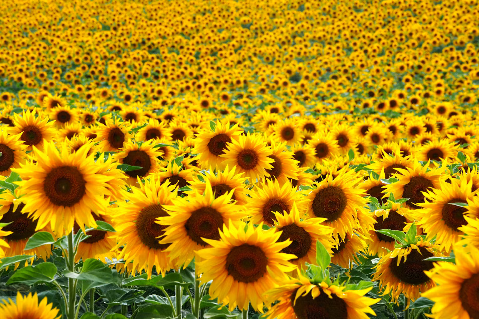 Miniature Sunflower Seeds for Planting Helianthus Annuus home garden small pots