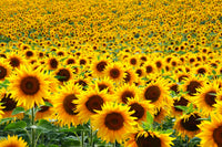 Miniature Sunflower Seeds for Planting Helianthus Annuus home garden small pots