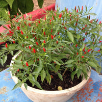 Filipino Bird's Eye Chili Plant Growing in Garden