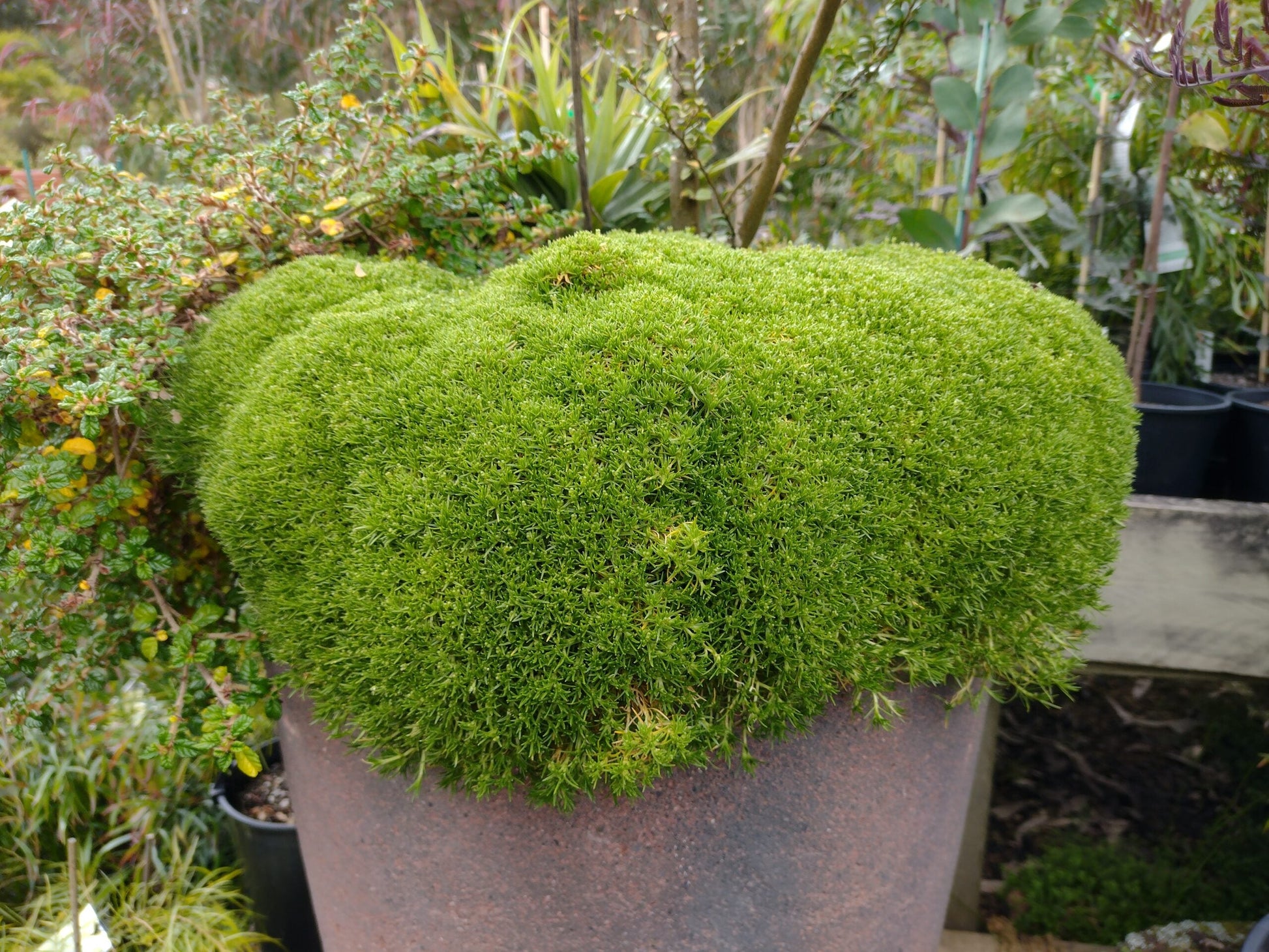 Fine-leaved Scleranthus biflorus seeds for ground cover and decorative gardens.
