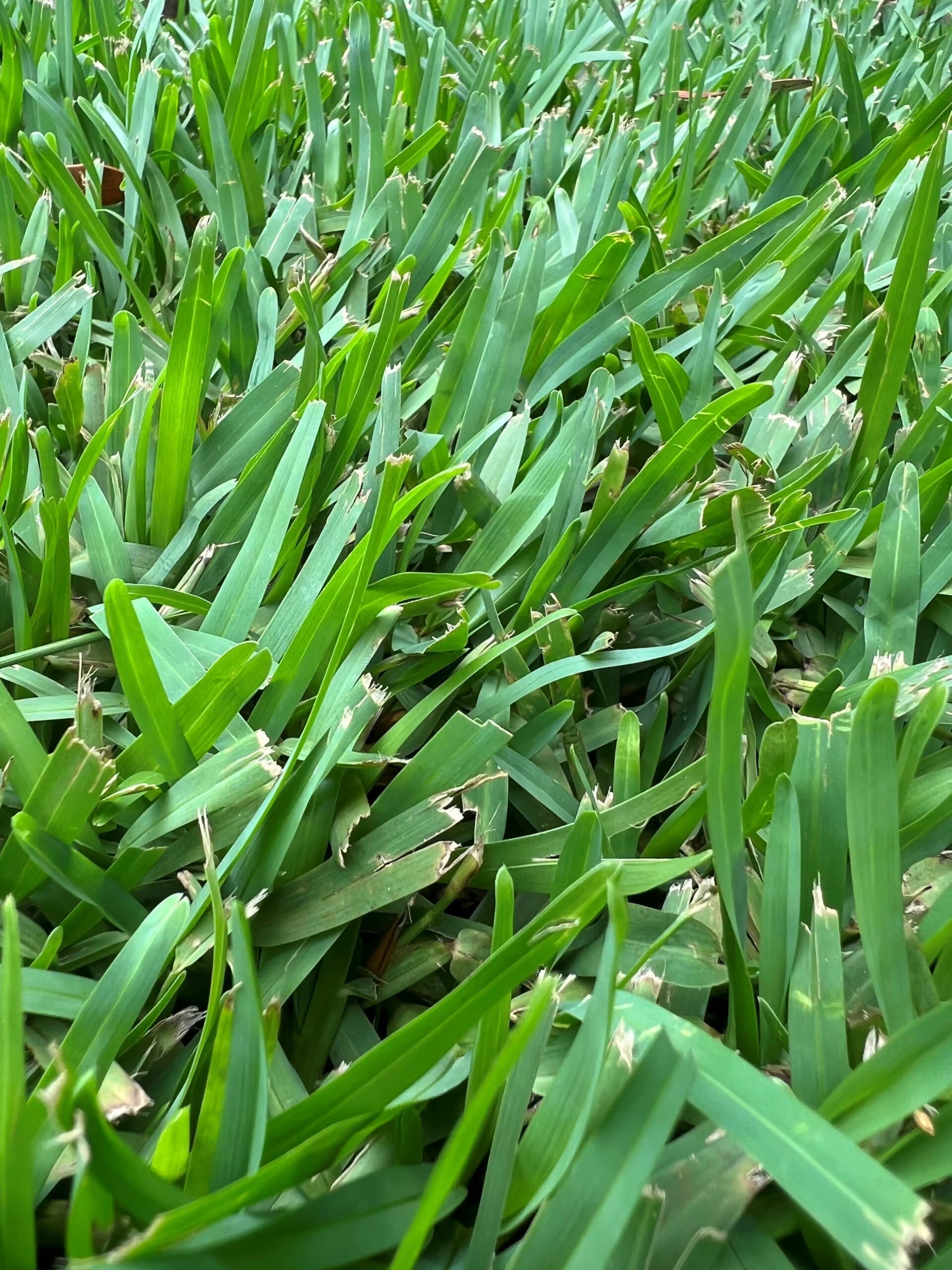 Dense-growing Buffalo Grass suitable for lawns, borders, and outdoor garden spaces