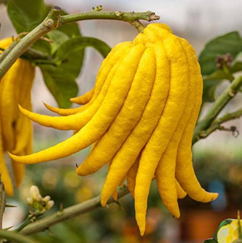 Finger-citron tree growth and fruiting stages