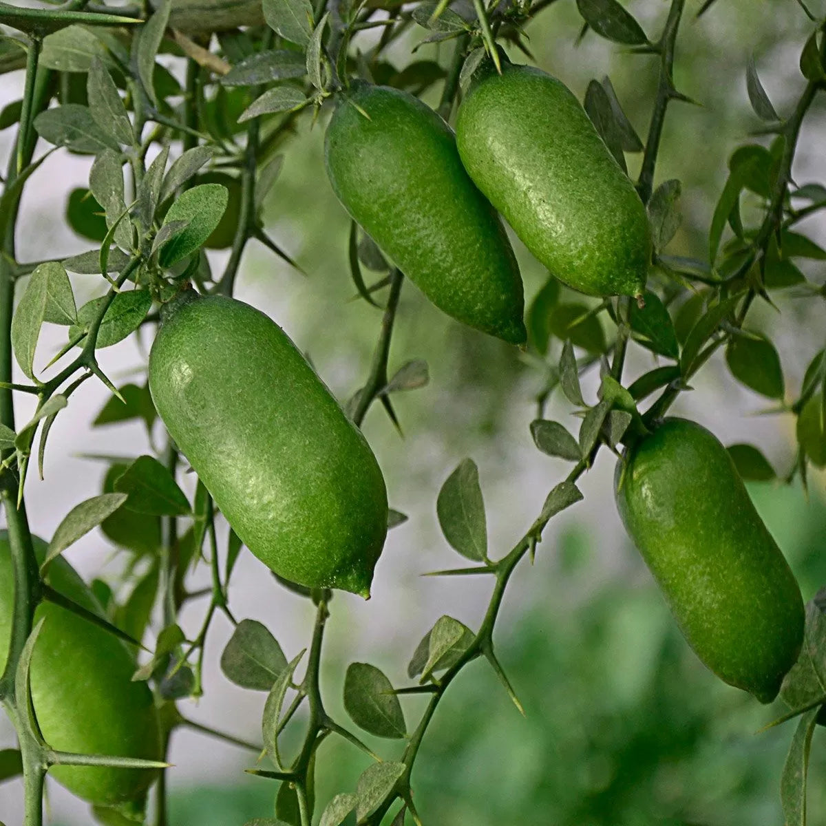Finger Lime (Citrus australasica) seeds for planting in home gardens.