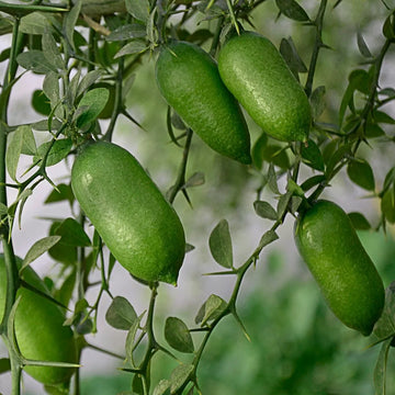 Finger Lime (Citrus australasica) seeds for planting in home gardens.