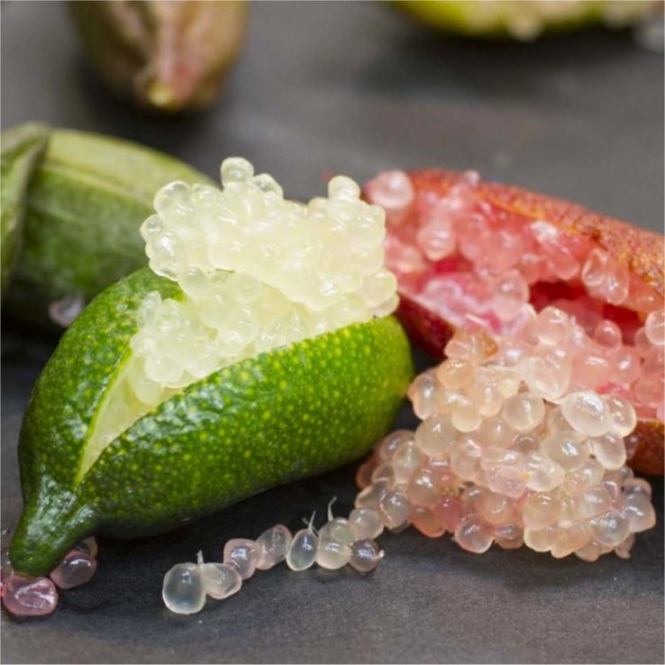 Finger Lime seeds for growing evergreen citrus trees in backyard gardens.