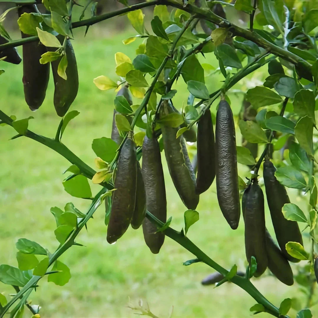 Finger Lime perennial citrus plant with green foliage and developing fruits