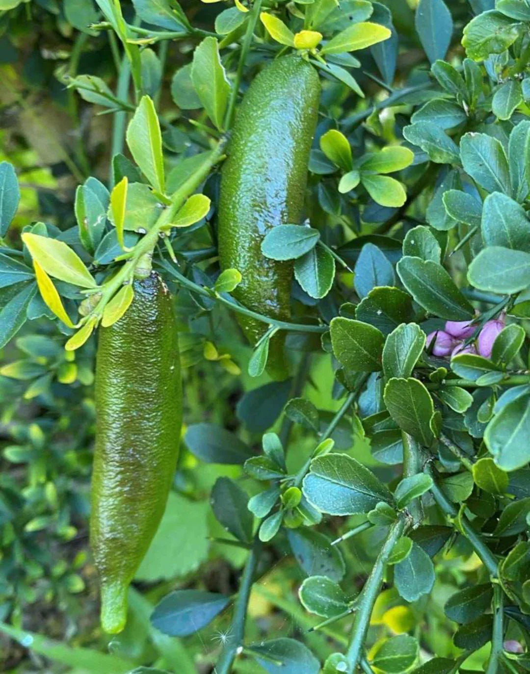 Evergreen Finger Lime citrus plant growing in a garden container
