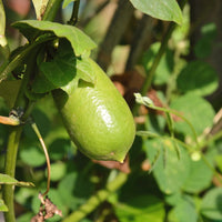 Finger Lime fruit seeds for planting in home gardens and outdoor landscapes