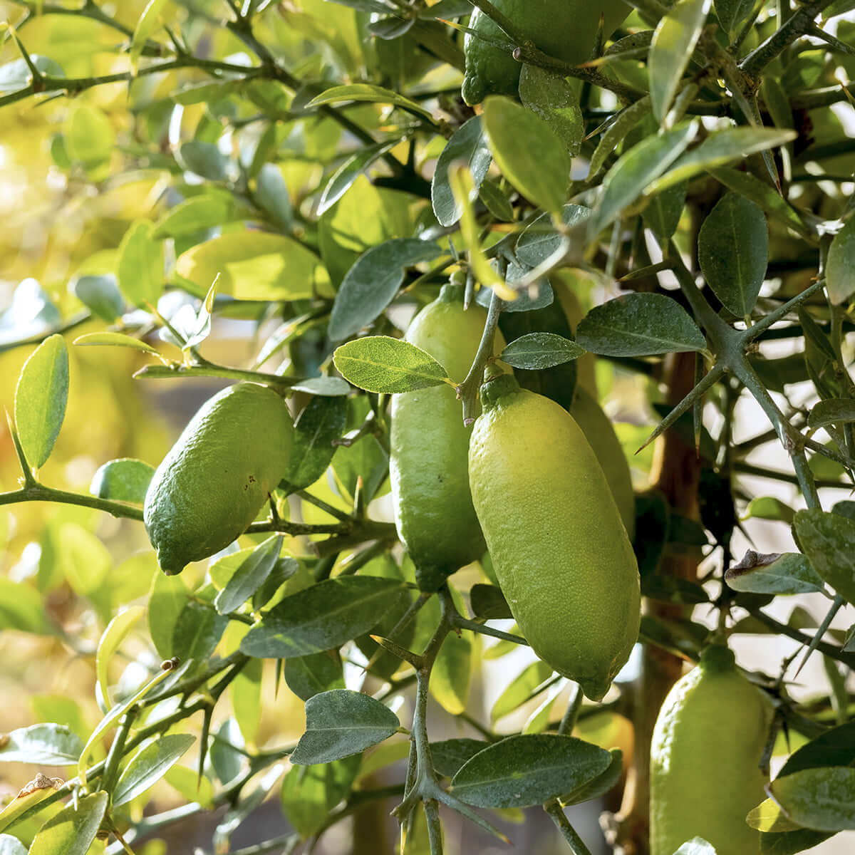 Finger Lime citrus seeds suitable for raised beds, patios, and large containers.