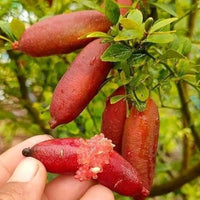 Finger Lime seeds for planting in home gardens and patio containers.