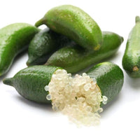 Finger Lime tree growing in a container in a sunny home garden.