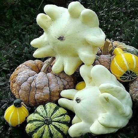 Finger squash seeds Cucurbita moschata for planting