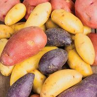 Mixed Fingerling Potato Plants Growing in Home Garden