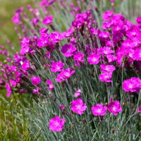 Purple Dianthus Flower seeds for Planting - Compact Growth, Heirloom & GMO Free Seeds for Home Garden