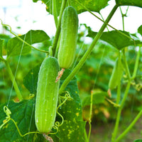 Firm Secret F1 cucumber plants growing in a healthy home garden.