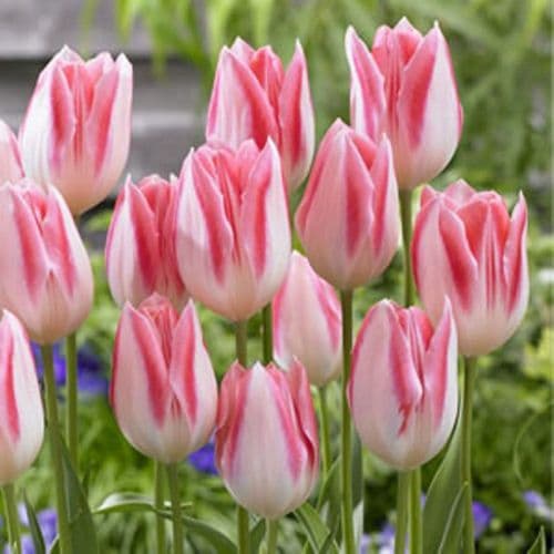 White (White Pink) seeds for planting in home garden