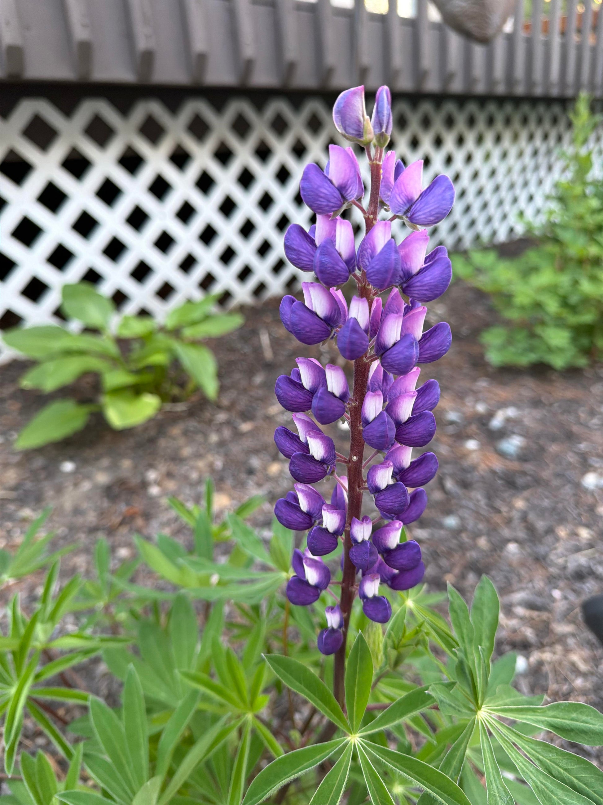 Tall Lupinus perennis flowers blooming in a home garden border