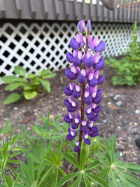 Tall Lupinus perennis flowers blooming in a home garden border