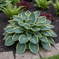 First Frost Hosta with blue-green leaves and creamy white edges.