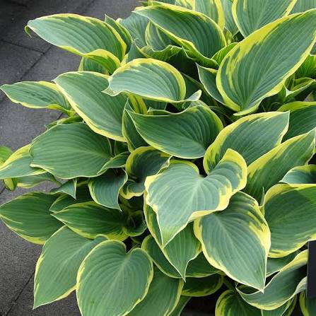 First Frost Hosta roots for shade garden planting.
