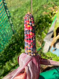 Heirloom Glass Gem corn growing vibrant multicolored ears in a garden.