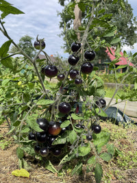 Black Cherry tomato seeds for planting in home vegetable gardens.