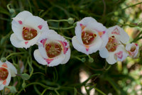 Calochortus Flower Seeds for Planting | Unique and Beautiful Blooms
