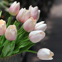 Light Pink Tulip Flower Seeds for Planting