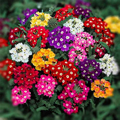 Multi-Color Verbena Flower seeds for Planting - Hardy Variety, Heirloom & GMO Free Seeds for Home Garden