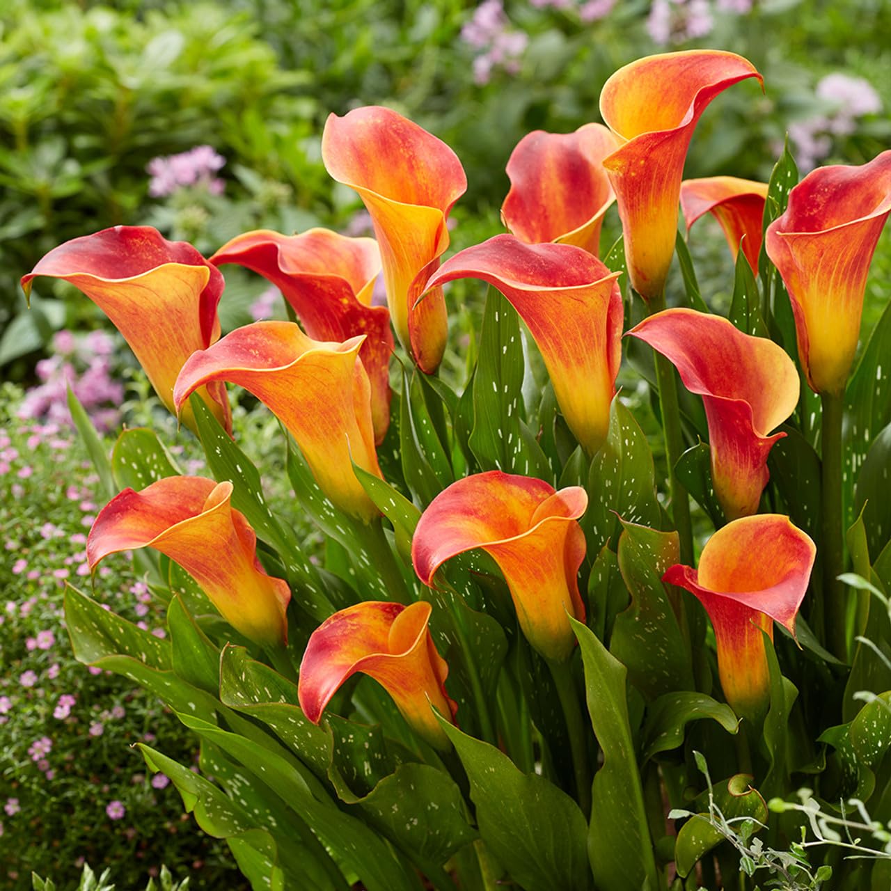 Flame Calla Lily bulbs with variegated foliage for garden planting.