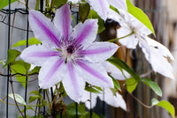 Clematis White Purple Flower seeds for Planting - Low Maintenance, Heirloom & GMO Free Seeds for Home Garden